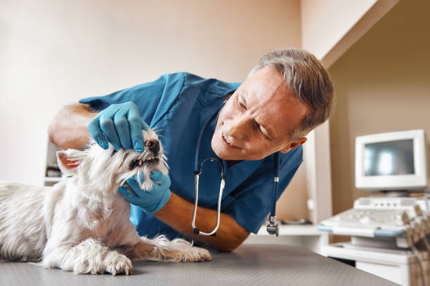 Best Dentist for Tooth Abscess  in Berlin, OH